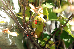 Ribes rubrum
