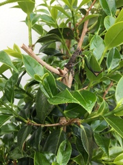 Anoplocnemis curvipes