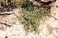 Tephrosia capensis capensis