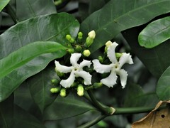 Tabernaemontana ventricosa