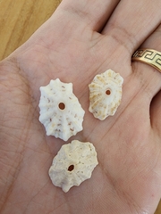 Fissurella barbadensis