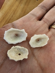 Fissurella barbadensis