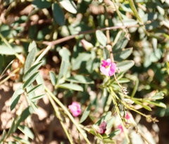 Tephrosia capensis capensis