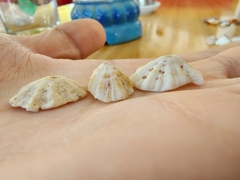 Fissurella barbadensis