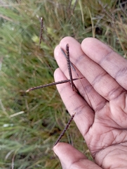 Bothriochloa bladhii