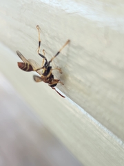 Mischocyttarus mexicanus cubicola