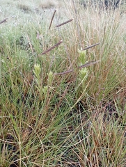 Bothriochloa bladhii