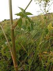 Ostericum palustre