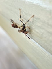 Mischocyttarus mexicanus cubicola