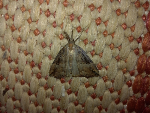 pamora chmeľová (Hypena rostralis)