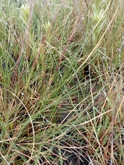 Bothriochloa bladhii
