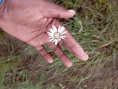 Gerbera piloselloides