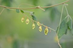 Sapindaceae