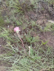 Gerbera piloselloides