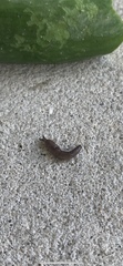 Ambigolimax valentianus