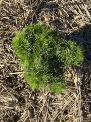 Eupatorium capillifolium