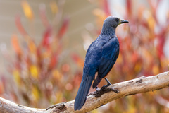 Onychognathus morio morio