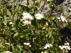 Ageratina glechonophylla