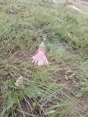 Gerbera piloselloides