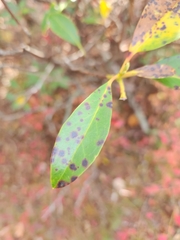 Mycosphaerella colorata