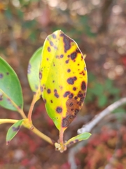 Mycosphaerella colorata