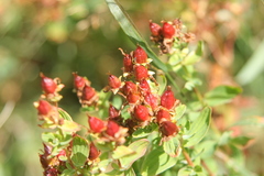 Hypericum maculatum maculatum