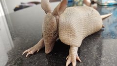 Dasypus septemcinctus septemcinctus