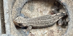 Hemidactylus