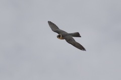 Falco longipennis