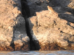 Burhinus senegalensis