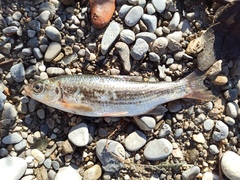 Telestes montenigrinus