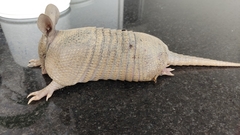 Dasypus septemcinctus septemcinctus