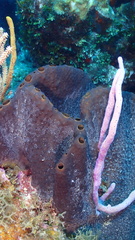 Smenospongia conulosa