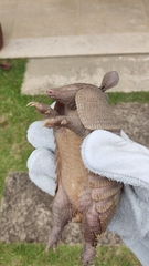 Dasypus septemcinctus septemcinctus