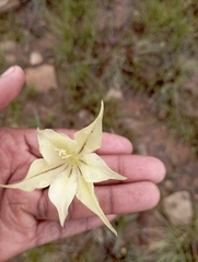 Iridaceae