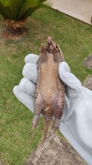 Dasypus septemcinctus septemcinctus