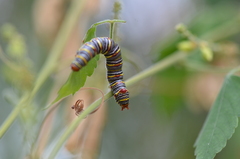Didugua argentilinea