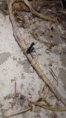 Microlinyphia sterilis