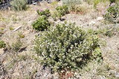 Lobostemon fruticosus
