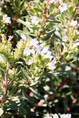 Lobostemon fruticosus