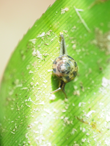 Género Palaua · iNaturalist Mexico