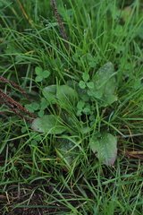 Golovinomyces sordidus