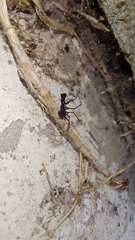 Microlinyphia sterilis