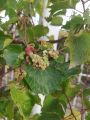 Colomerus vitis