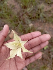 Iridaceae