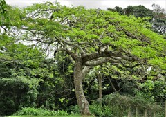 Albizia adianthifolia adianthifolia