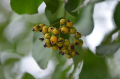 Ehretia anacua