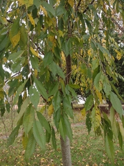 Prunus pendula