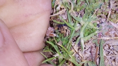 Microlinyphia sterilis