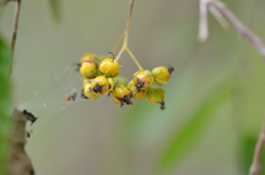 Ehretia anacua